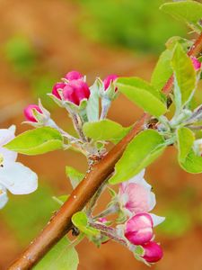 Preview wallpaper flowers, bloom, spring, branch, apple