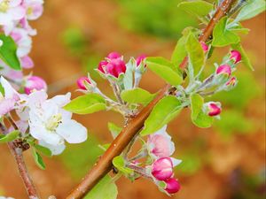 Preview wallpaper flowers, bloom, spring, branch, apple
