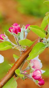 Preview wallpaper flowers, bloom, spring, branch, apple