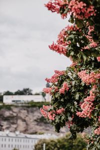 Preview wallpaper flowers, bloom, tree, leaves