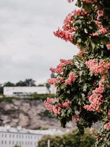 Preview wallpaper flowers, bloom, tree, leaves
