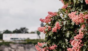 Preview wallpaper flowers, bloom, tree, leaves