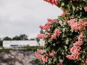 Preview wallpaper flowers, bloom, tree, leaves