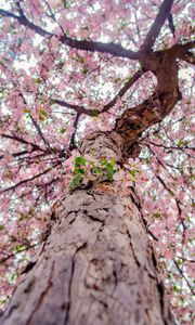 Preview wallpaper flowers, bloom, tree, branches