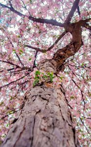 Preview wallpaper flowers, bloom, tree, branches