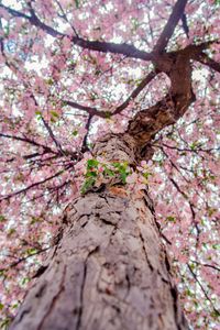 Preview wallpaper flowers, bloom, tree, branches