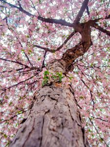 Preview wallpaper flowers, bloom, tree, branches
