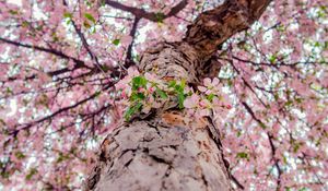 Preview wallpaper flowers, bloom, tree, branches