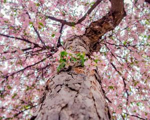 Preview wallpaper flowers, bloom, tree, branches