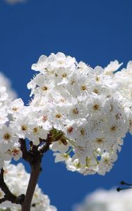 Preview wallpaper flowers, bloom, tree, branch, sky, spring