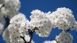 Preview wallpaper flowers, bloom, tree, branch, sky, spring