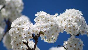 Preview wallpaper flowers, bloom, tree, branch, sky, spring