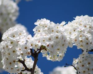 Preview wallpaper flowers, bloom, tree, branch, sky, spring