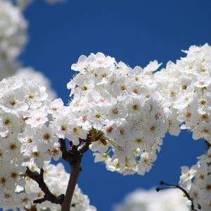 Preview wallpaper flowers, bloom, tree, branch, sky, spring