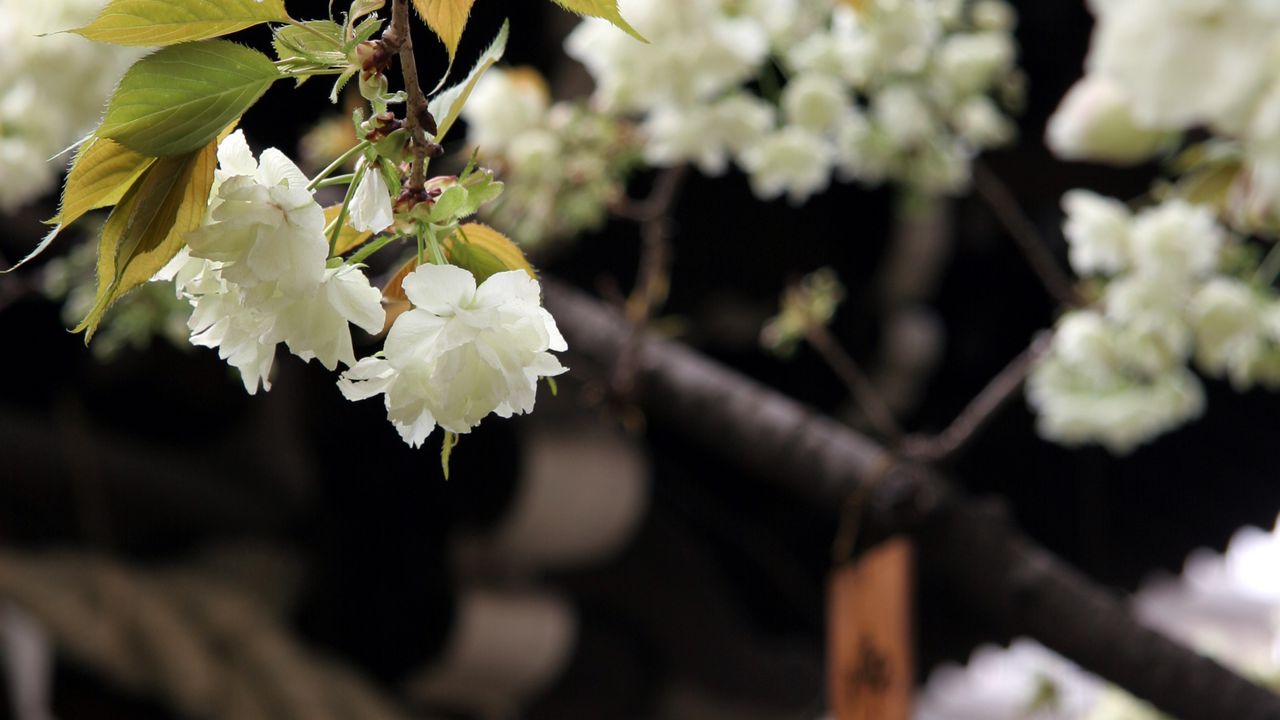 Wallpaper flowers, bloom, white, petals, branch, blur