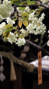 Preview wallpaper flowers, bloom, white, petals, branch, blur