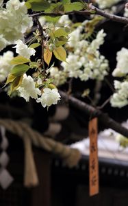 Preview wallpaper flowers, bloom, white, petals, branch, blur