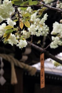 Preview wallpaper flowers, bloom, white, petals, branch, blur