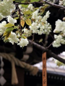 Preview wallpaper flowers, bloom, white, petals, branch, blur