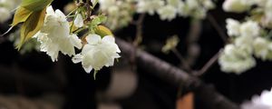 Preview wallpaper flowers, bloom, white, petals, branch, blur