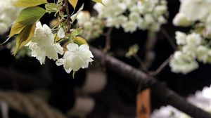 Preview wallpaper flowers, bloom, white, petals, branch, blur