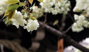 Preview wallpaper flowers, bloom, white, petals, branch, blur