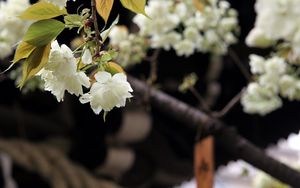 Preview wallpaper flowers, bloom, white, petals, branch, blur