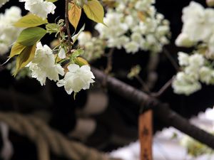 Preview wallpaper flowers, bloom, white, petals, branch, blur