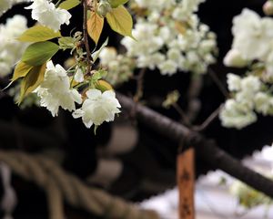 Preview wallpaper flowers, bloom, white, petals, branch, blur