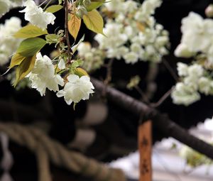 Preview wallpaper flowers, bloom, white, petals, branch, blur