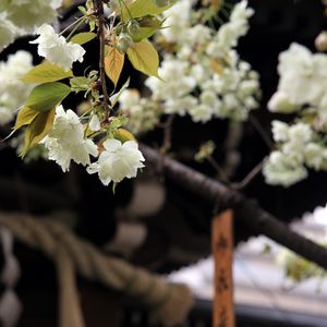 Preview wallpaper flowers, bloom, white, petals, branch, blur