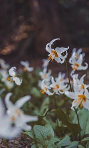 Preview wallpaper flowers, bloom, white, petals