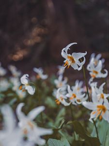 Preview wallpaper flowers, bloom, white, petals