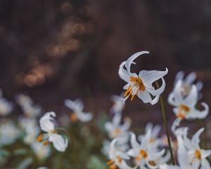 Preview wallpaper flowers, bloom, white, petals