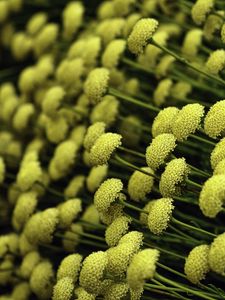 Preview wallpaper flowers, bloom, yellow, macro