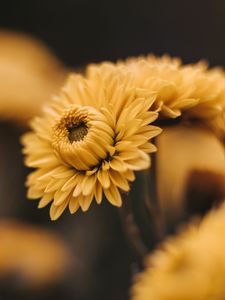 Preview wallpaper flowers, bloom, yellow, macro, petals