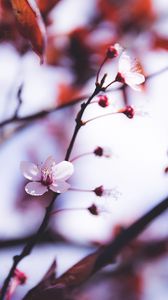 Preview wallpaper flowers, blooming, spring, branch