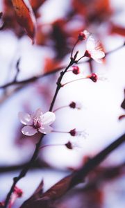 Preview wallpaper flowers, blooming, spring, branch