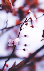 Preview wallpaper flowers, blooming, spring, branch