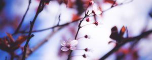 Preview wallpaper flowers, blooming, spring, branch