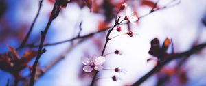 Preview wallpaper flowers, blooming, spring, branch