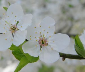 Preview wallpaper flowers, blooming, spring, petals