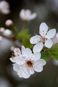 Preview wallpaper flowers, blooming, spring, leaves