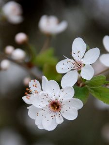 Preview wallpaper flowers, blooming, spring, leaves