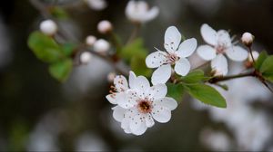 Preview wallpaper flowers, blooming, spring, leaves