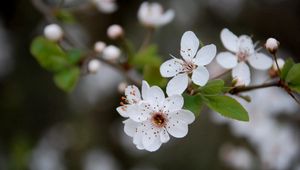 Preview wallpaper flowers, blooming, spring, leaves