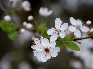 Preview wallpaper flowers, blooming, spring, leaves