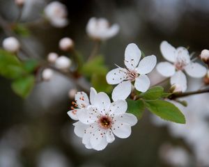 Preview wallpaper flowers, blooming, spring, leaves