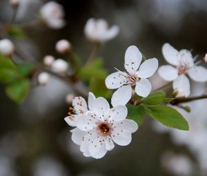 Preview wallpaper flowers, blooming, spring, leaves