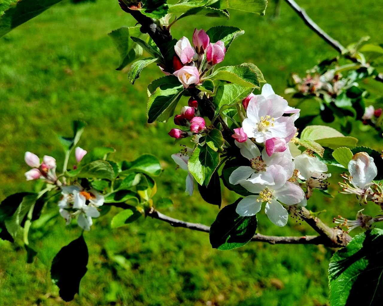 1280x1024 Wallpaper flowers, blossom, branch, leaves, petals, spring